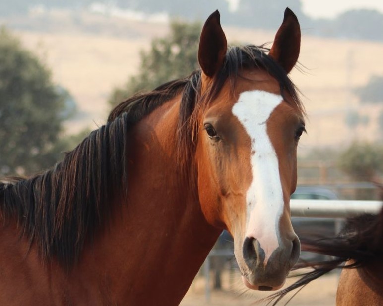 horse